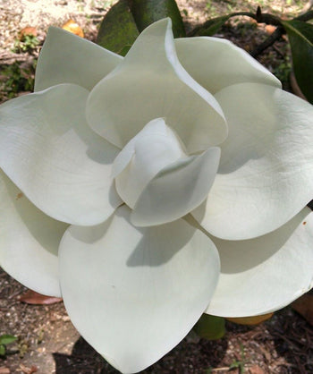 Close up of D. D. Blanchard Southern Magnolia flower, large bright white fragrant flower on an evergreen magnolia