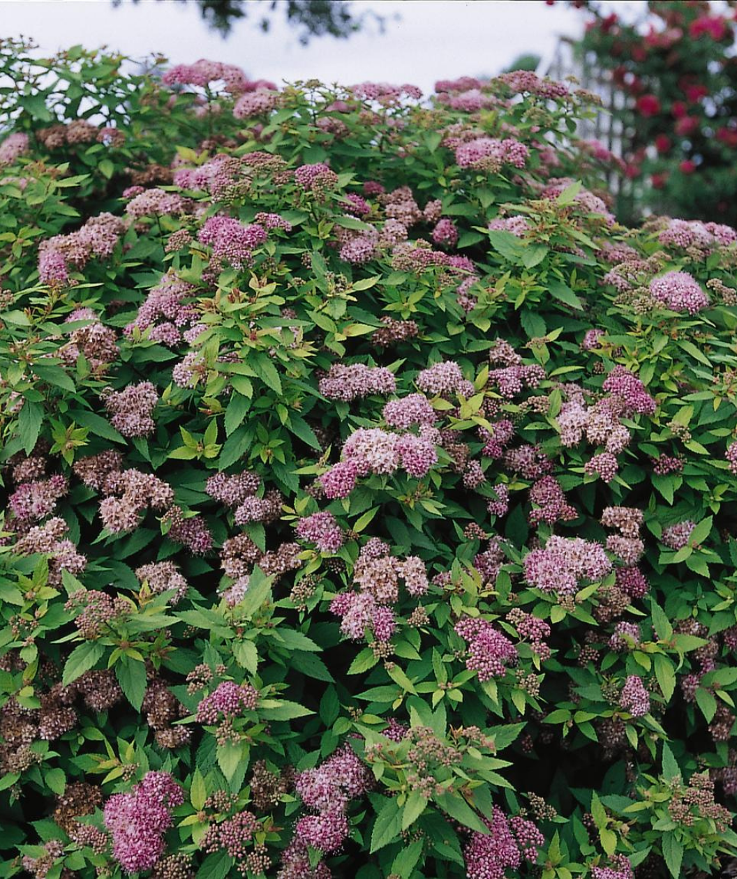 Dakota Goldcharm® Spirea in Bulk