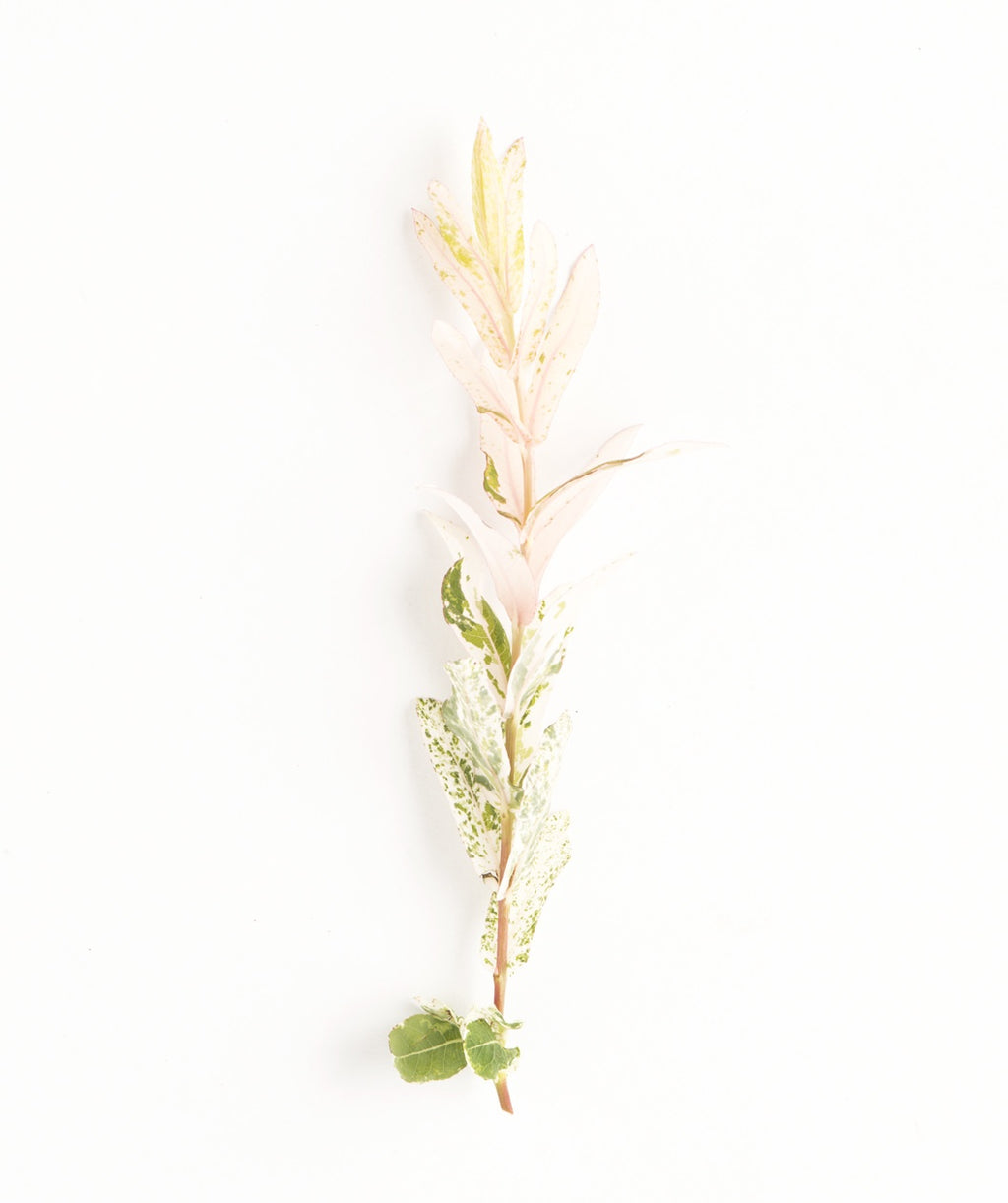 A closeup of the Dappled Willow tree form foliage, showing off the creamy white and green foliage on a white background