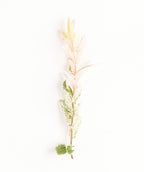A closeup of the Dappled Willow tree form foliage, showing off the creamy white and green foliage on a white background