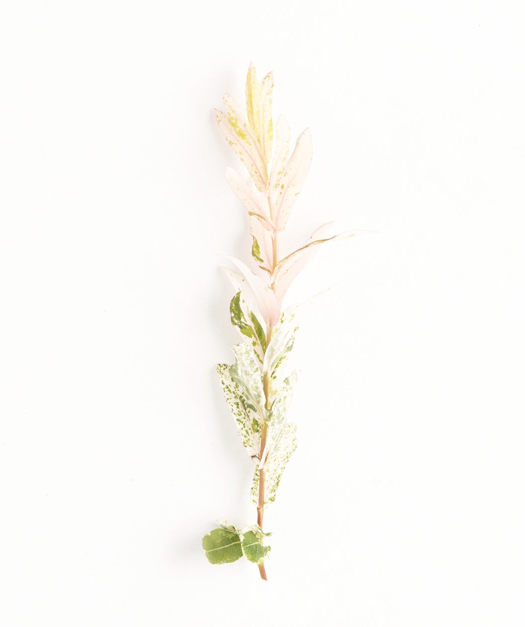 A closeup of the Dappled Willow tree form foliage, showing off the creamy white and green foliage on a white background