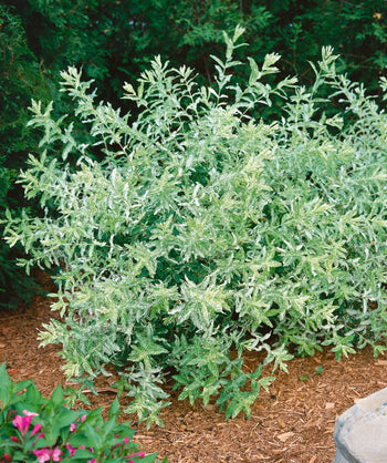 Dappled Willow shrub planted in a landscape, ball shaped growing shrub with long shoots of new growth consisting of green leaves with white specks to almost fully white variegated leaves