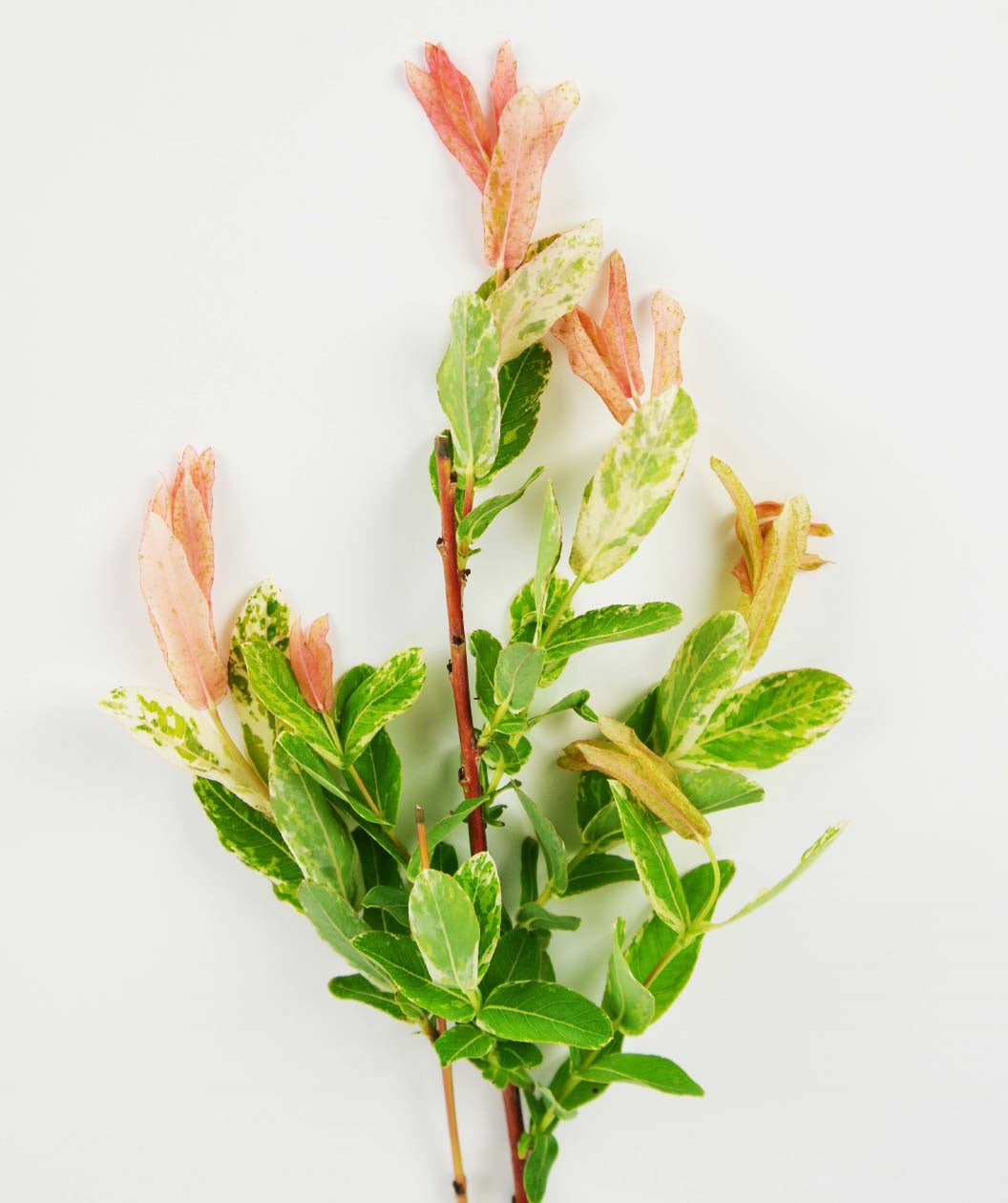 Dappled Willow shrub branch on white, coral colored branch consisting of green leaves with white specks to almost fully white variegated leaves starting to turn a pinkish color in fall