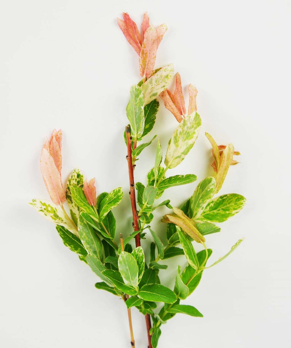 A closeup of the Dappled Willow's pink, creamy white and bright green variegated foliage on a white background