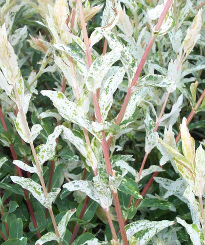 Close up of Dappled Willow foliage, small oval shaped leaves that are green and white in color