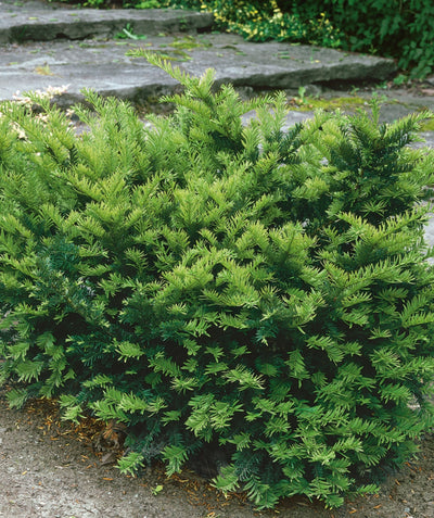 Dark Green Spreader Yew planted in a landscape, outright and upright branched evergreen covered in short soft dark green needle like foliage with lighter green new growth also emerging