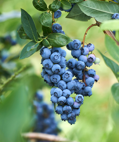 Darrow Highbush Blueberry berries on bush