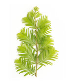 A close up of a small branch of the Dawn Redwood showing the feathery soft green foliage on a white background