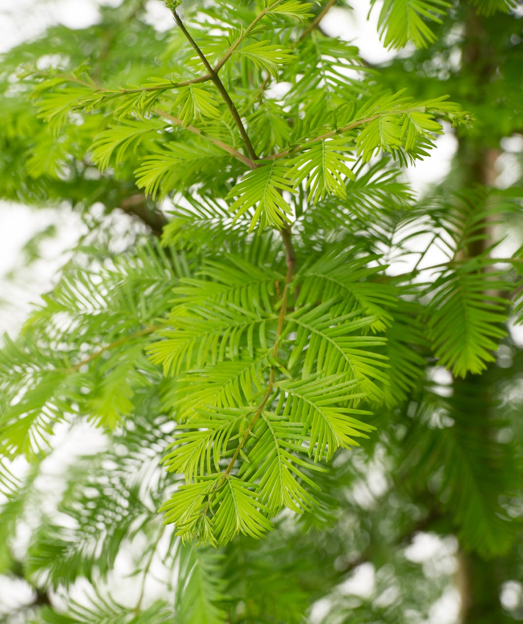 A close up of the feather like green foliage of the Dawn Redwood