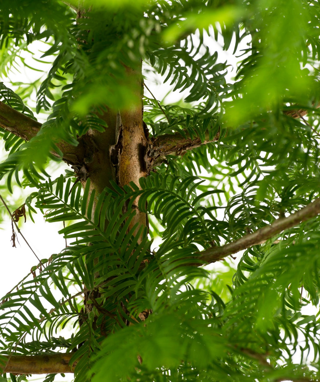 A close up of the cinnamon colored bark of the Dawn Redwood