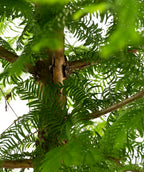 A close up of the cinnamon colored bark of the Dawn Redwood