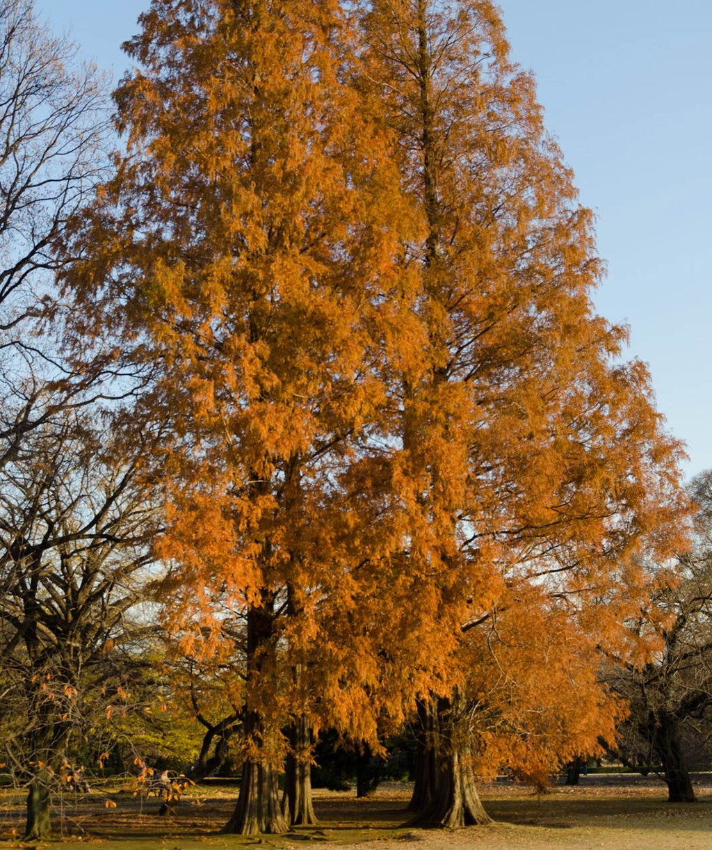 Very large Dawn Redwoods planted in a landscape showing of their bronze-orange fall color