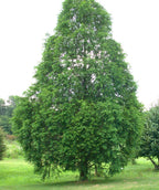 A large Dawn Redwood planted in a landscape, covered in the feathery green foliage