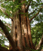 A close up of a very mature Dawn Redwood's trunk - showing off the peeling cinnamon bark 