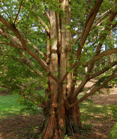 A close up of the unique trunk and foliage of the Dawn REdwood planted in a landscape