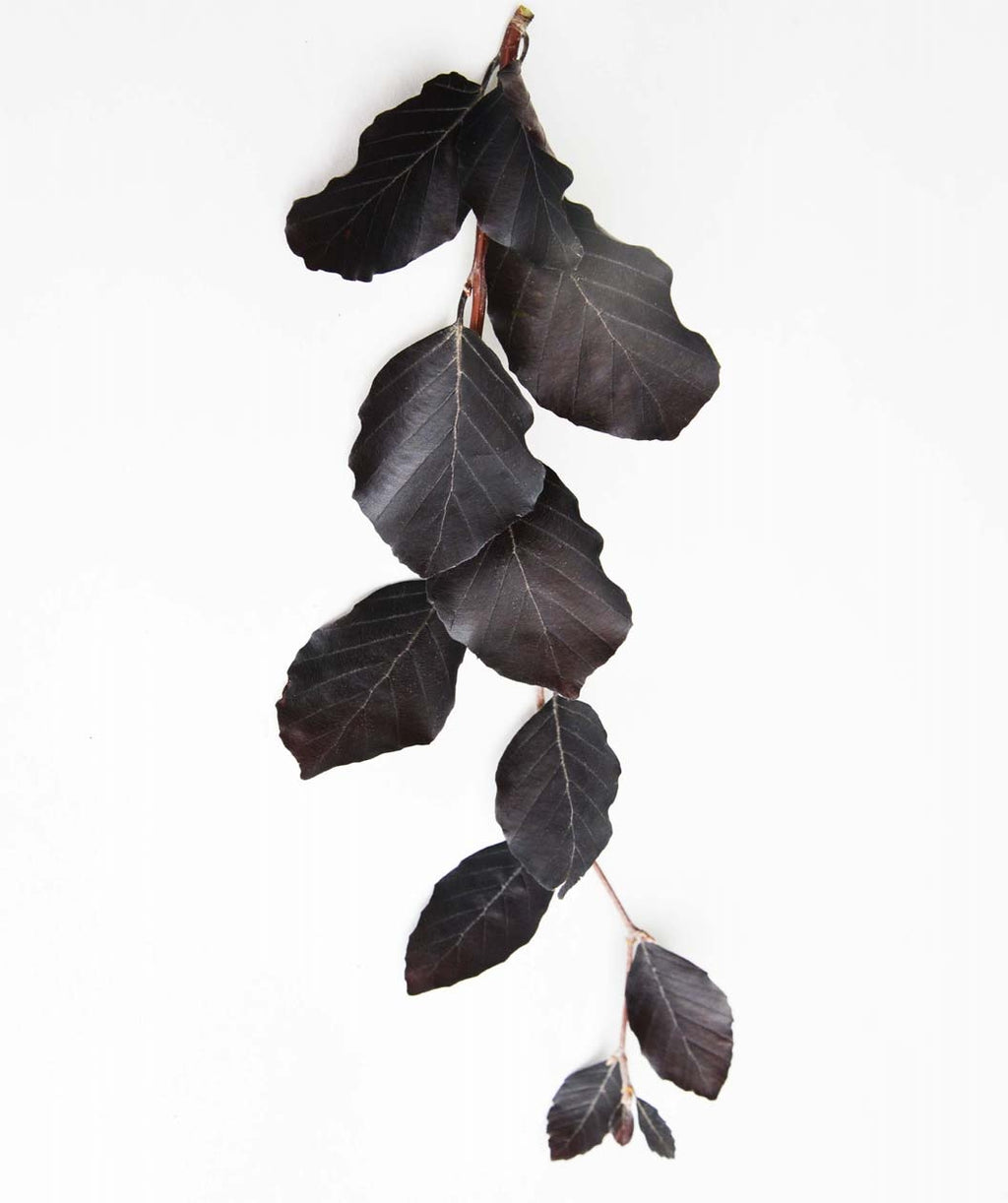 Dawyck Purple European Beech leaves product shot on white, oval shaped dark purple colored leaves