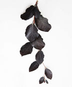 Dawyck Purple European Beech leaves product shot on white, oval shaped dark purple colored leaves
