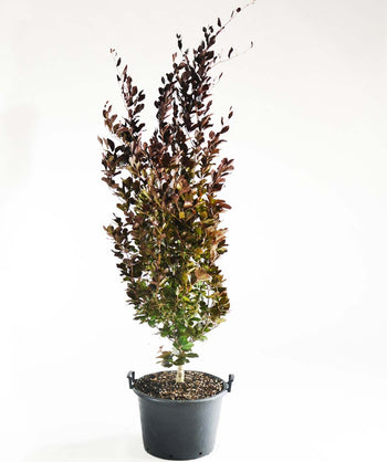 Dawyck Purple European Beech product shot on white, upright growing tree with oval shaped foliage that is dark green at the bottom and dark purple at the top