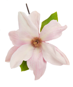 A single white to light pink, multi-petaled bloom of the Daybreak Magnolia on a white background