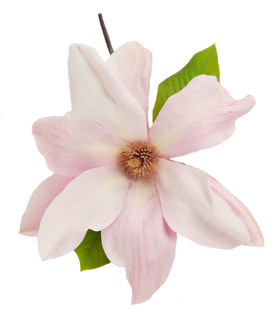 A single white to light pink, multi-petaled bloom of the Daybreak Magnolia on a white background