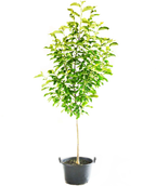 The Daybreak Magnolia in a black nursery pot covered in the green foliage on a white background