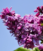 Declaration Lilac closeup of violet purple flower clusters