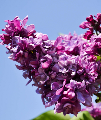 Declaration Lilac closeup of violet purple flower clusters