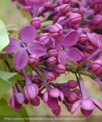 Declaration Lilac closeup of four-petalled violet flowers