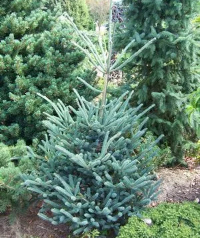 Deer Run Oriental Spruce planted in a landscape, long slightly upright branching covered in short blue-green evergreen foliage