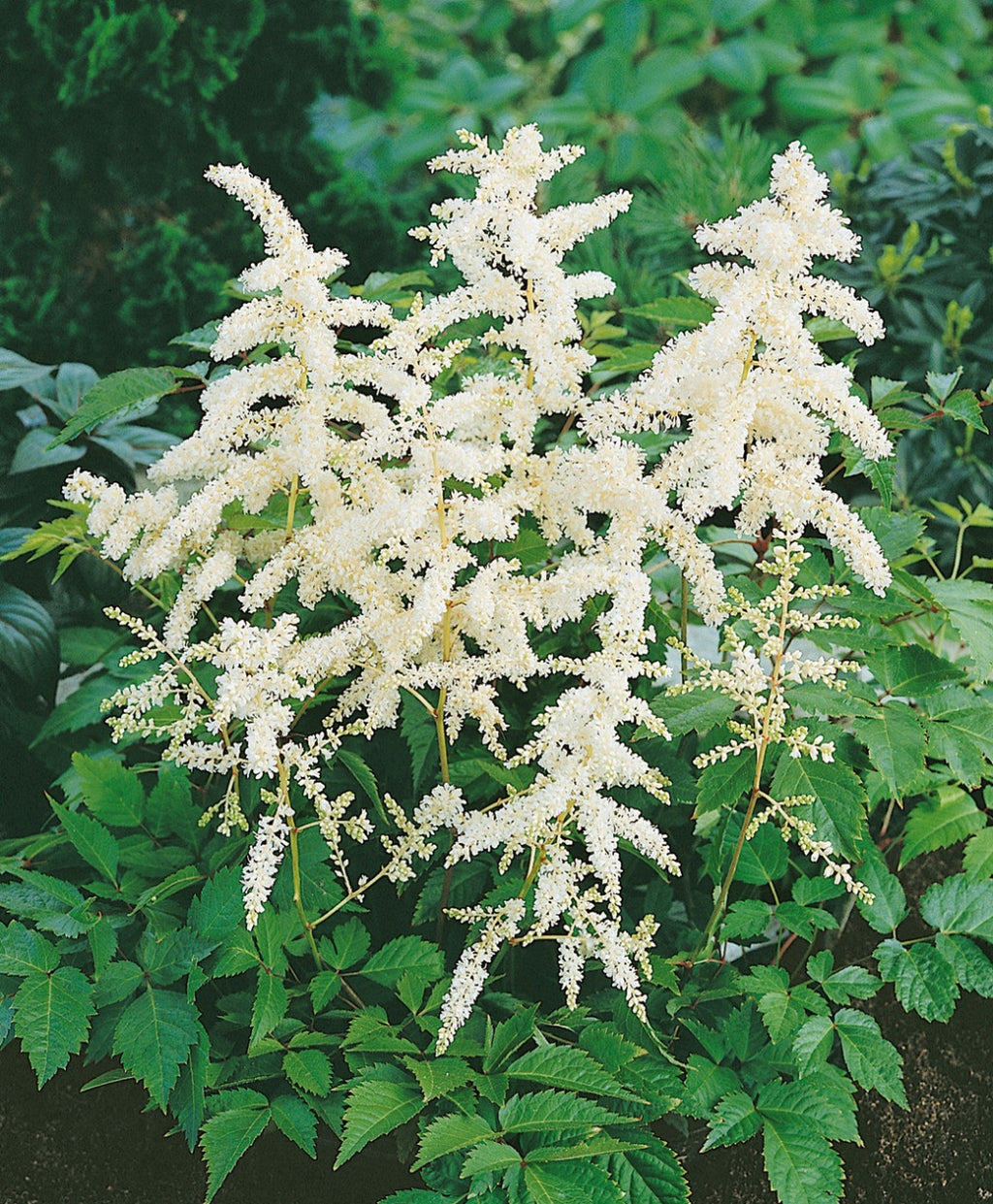 Deutschland Astilbe closeup of white flowers and green foliage