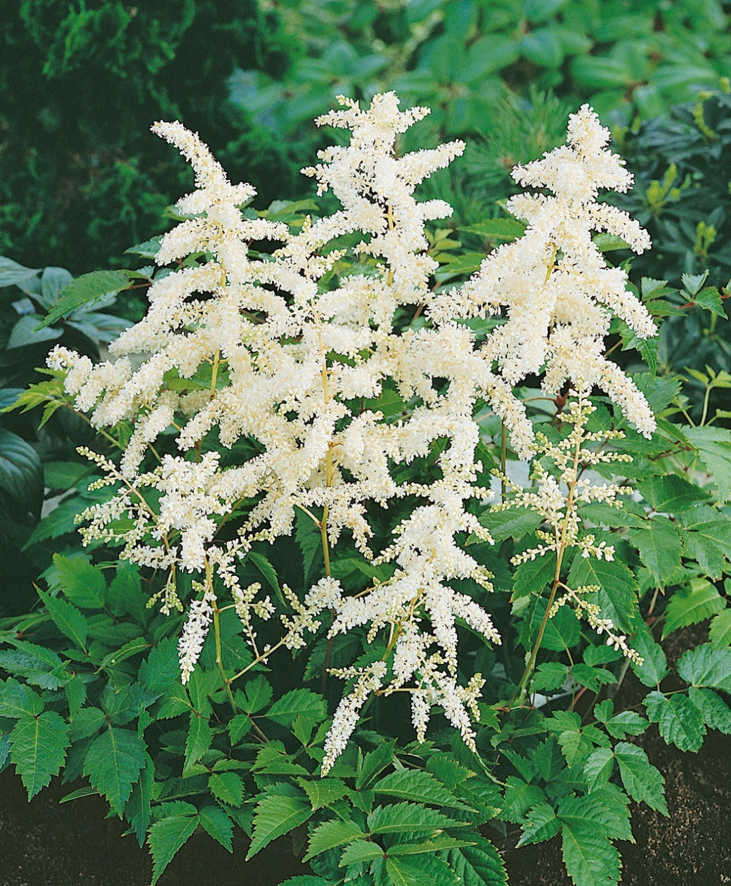 Deutschland Astilbe closeup of white flowers and green foliage