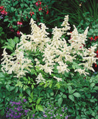 Deutschland Astilbe white flowers in landscape