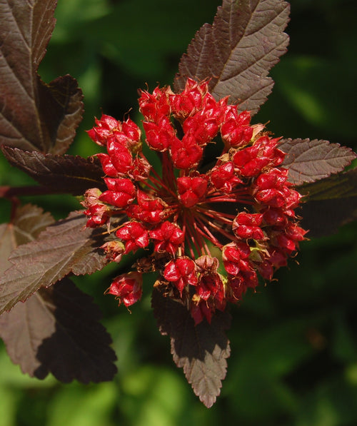 A closeup of the red bloom clusters before the open to the white flowers against the deep purple foliage of the Diablo Ninebark