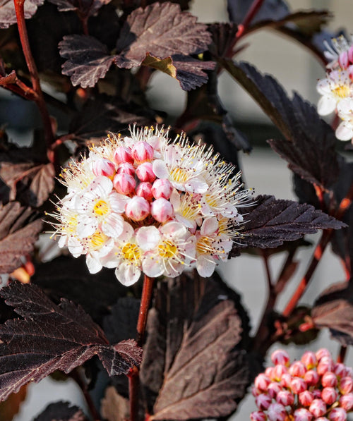 A closeup of the five-petaled, white bloom clusters with yellow centers against the deep purple foliage of the Diablo Ninebark