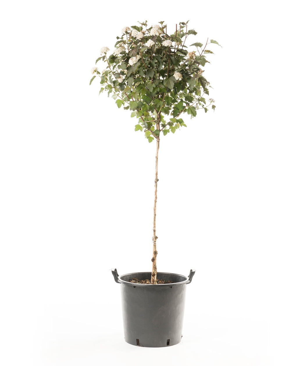 The Diablo Ninebark in a tree form in a black nursery pot covered in the dark green to dark purple foliage foliage on a white background
