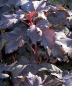 Close up of Diabolo Ninebark foliage, dark purple colored leaves on dark red stems