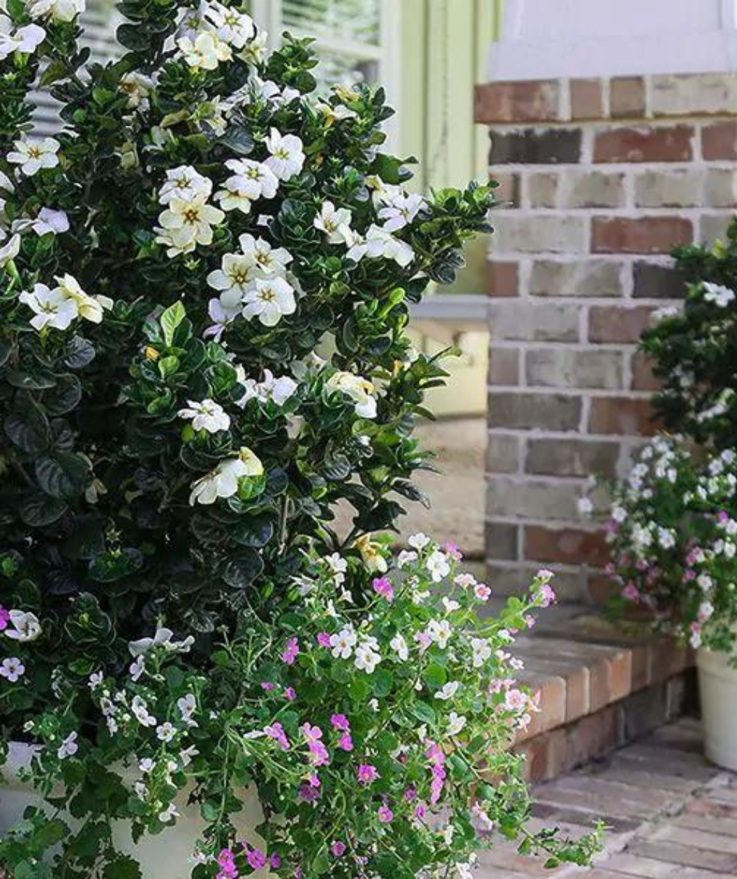 Diamond Spire Gardenia, lots of white flowers on shiny dark green foliage growing in a columnar shape