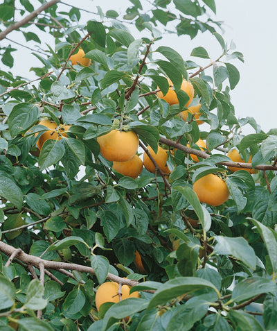 Close up of Early Golden Common Persimmon fruit and foliage, various round yellow-orange colored fruit emerging from dark green conical shaped leaves