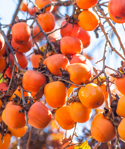 Close up of Kasandra Common Persimmon, various round orange fruit hanging on the tree