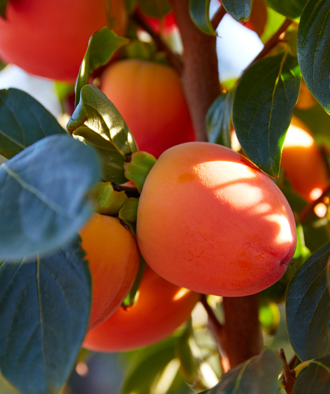 Close up of Nikita's Gift Common Persimmon, various round orange fruit hanging on a tree with dark green conical shaped leaves