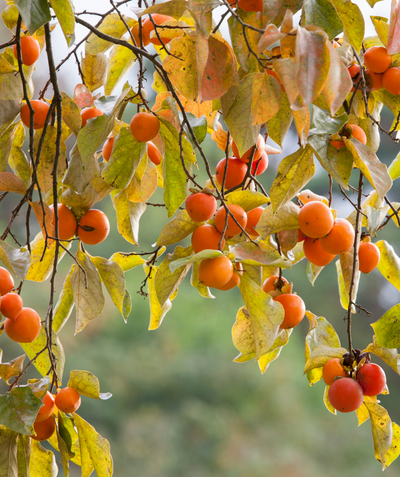Close up of Yates Common Persimmon, various small round orange fruits hanging with light green conical shaped leaves