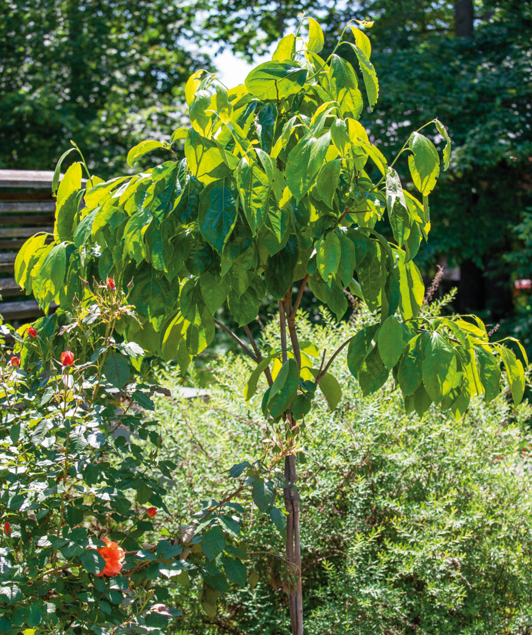 Elmo Common Persimmon planted in a landscape, slightly upright branching with green conical shaped leaves