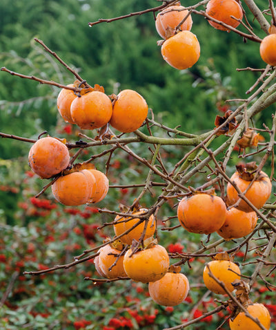 Close up of Garretson Common Persimmon, various round light orange fruits hanging from a tree