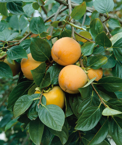 Close up of I-94 Common Persimmon fruit and foliage, several round light orange fruit emerging from dark green conical shaped foliage