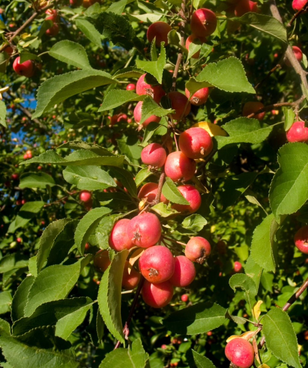 Close up of Dolgo Edible Crabapple, various round small redish-pink fruit emerging from conical shaped green leaves