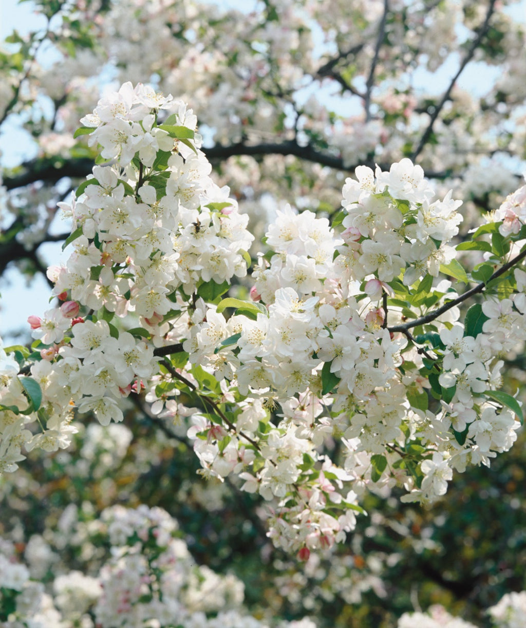 Close up of Dolgo Edible Crabapple flowers, lots of small white fragrant flowers with green conical shaped leaves