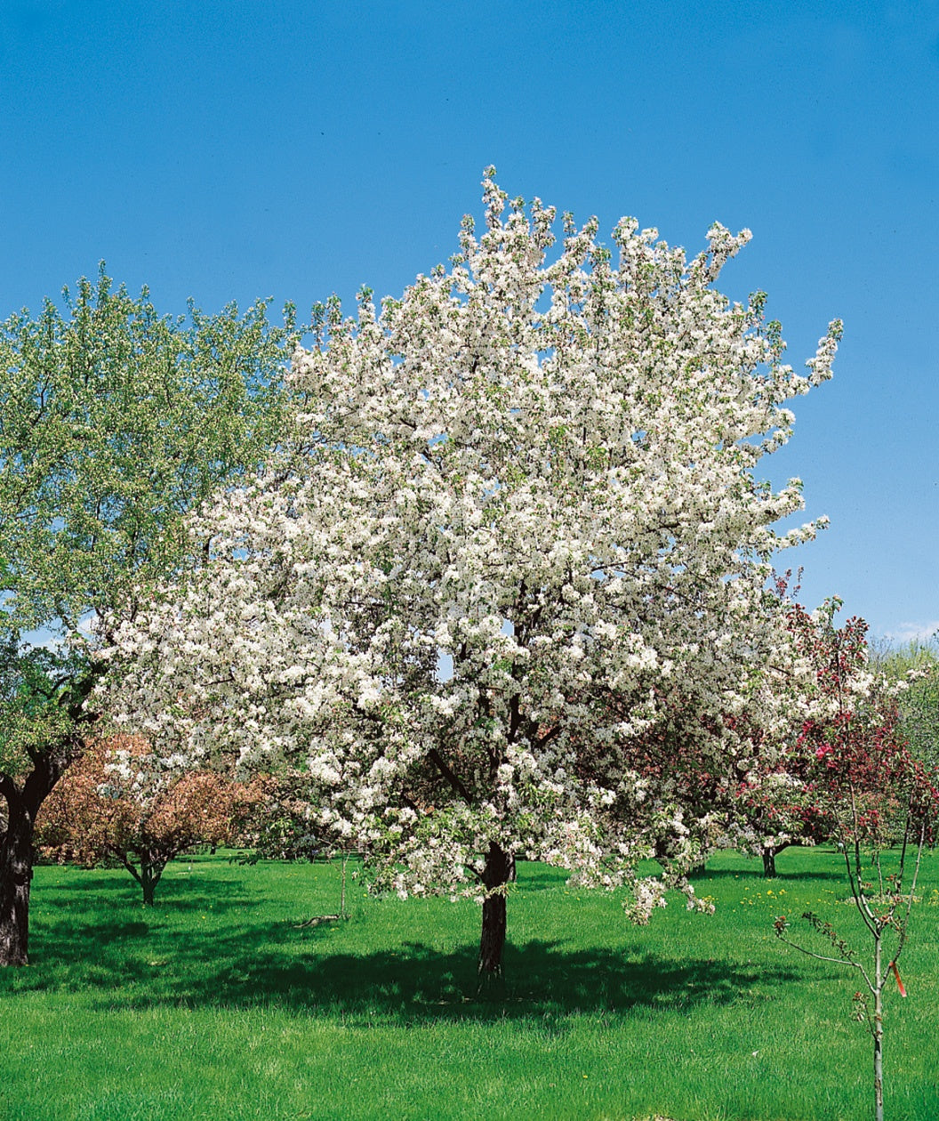 Dolgo Edible Crabapple planted in a landscape, slightly upright branching covered in small fragrant white flowers