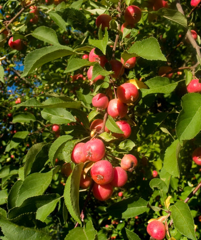 Close up of Dolgo Edible Crabapple, various round small redish-pink fruit emerging from conical shaped green leaves