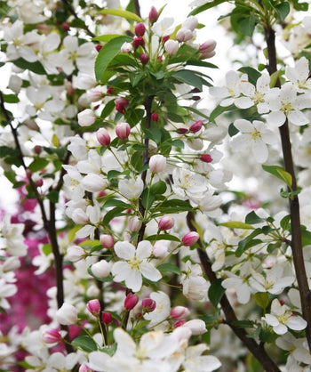 A close up of the Donald Wyman Flowering Crabapple as the dark pink flower buds begin to open to the pure white flowers, surrounded by the small green leaves