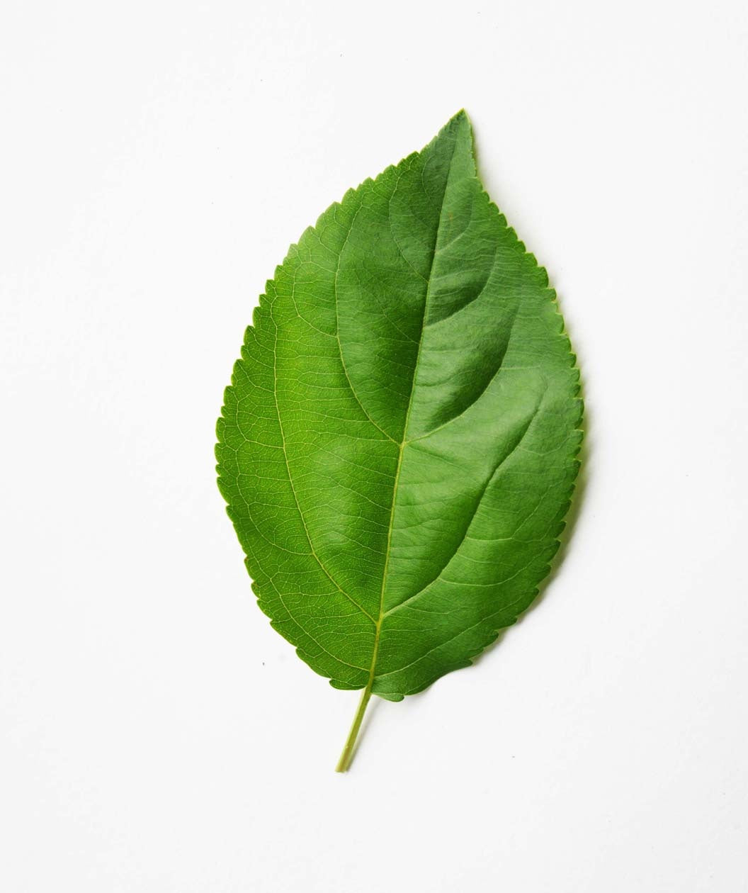 A single Donald Wyman Flowering Crabapple dark green leaf on a white background